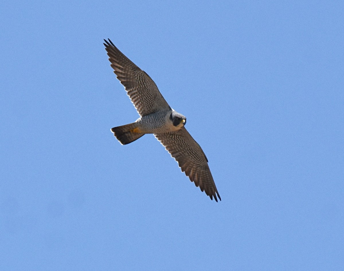 Peregrine Falcon - ML154036141