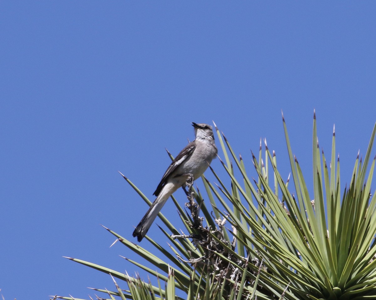 Northern Mockingbird - ML154036841