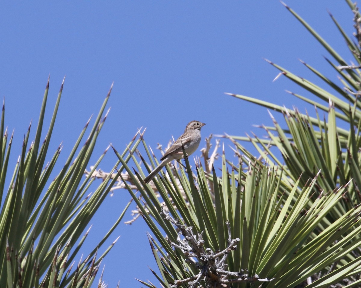 Brewer's Sparrow - ML154036971