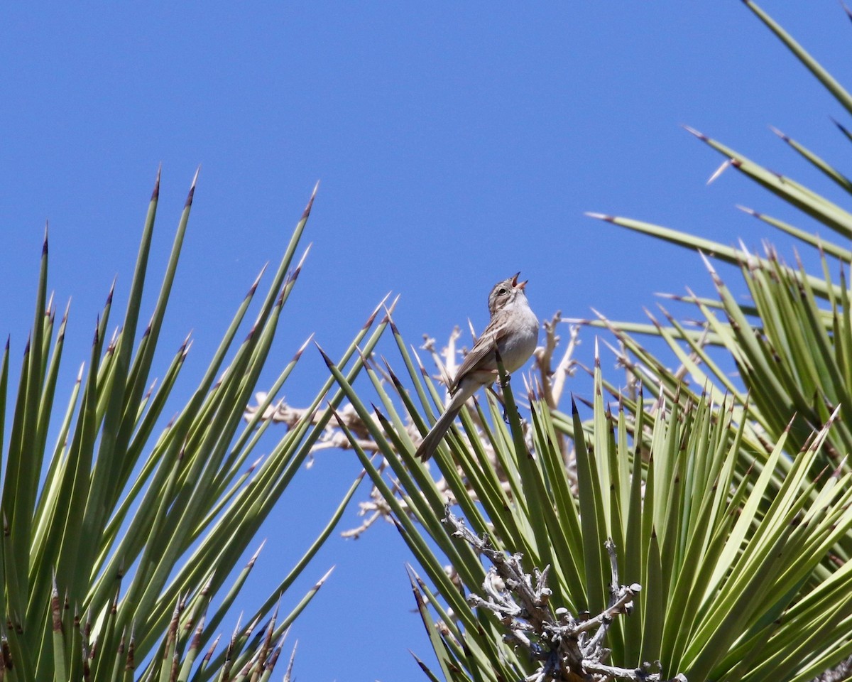 Brewer's Sparrow - ML154037011