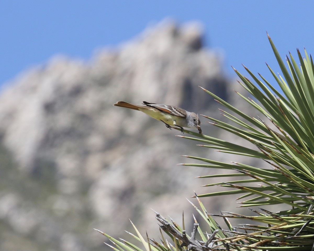 Ash-throated Flycatcher - ML154037141