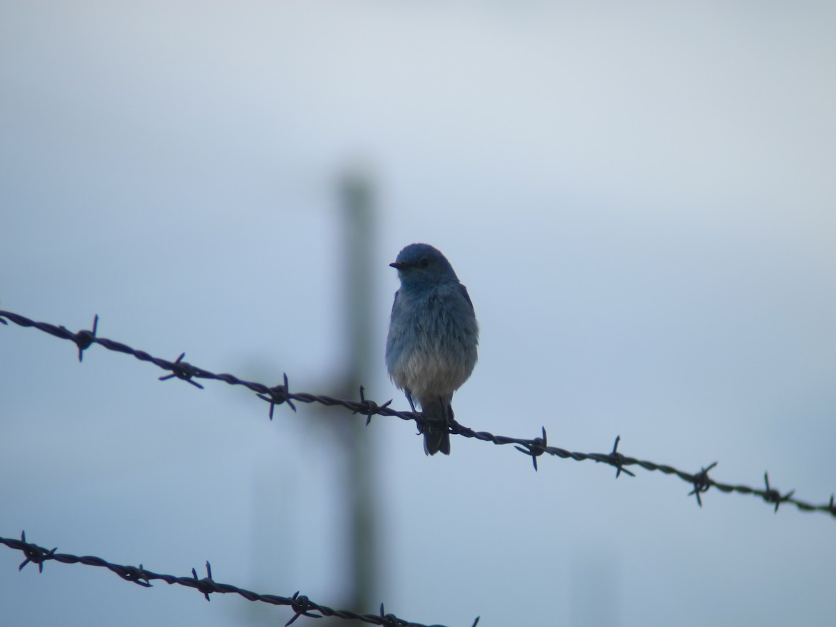 Mountain Bluebird - ML154039241