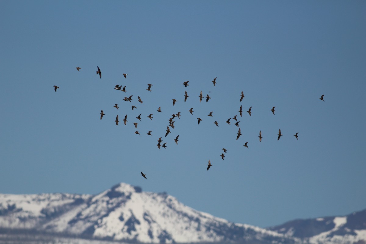 Least Sandpiper - ML154040601