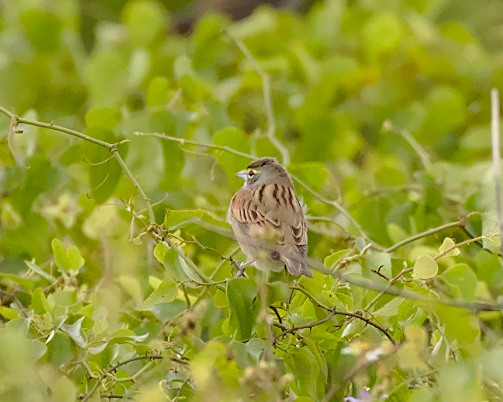 Dickcissel - ML154042861