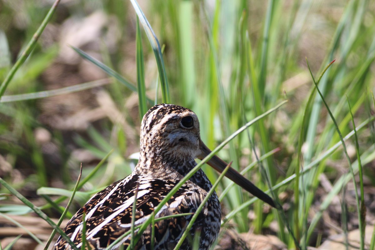 Wilson's Snipe - ML154043061
