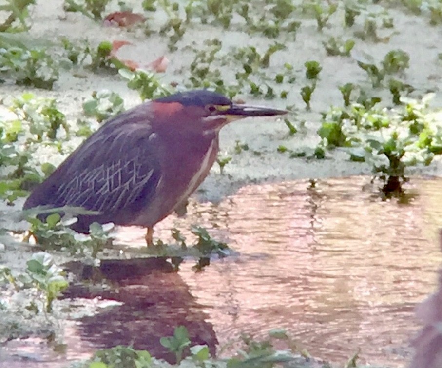 Green Heron - ML154043681