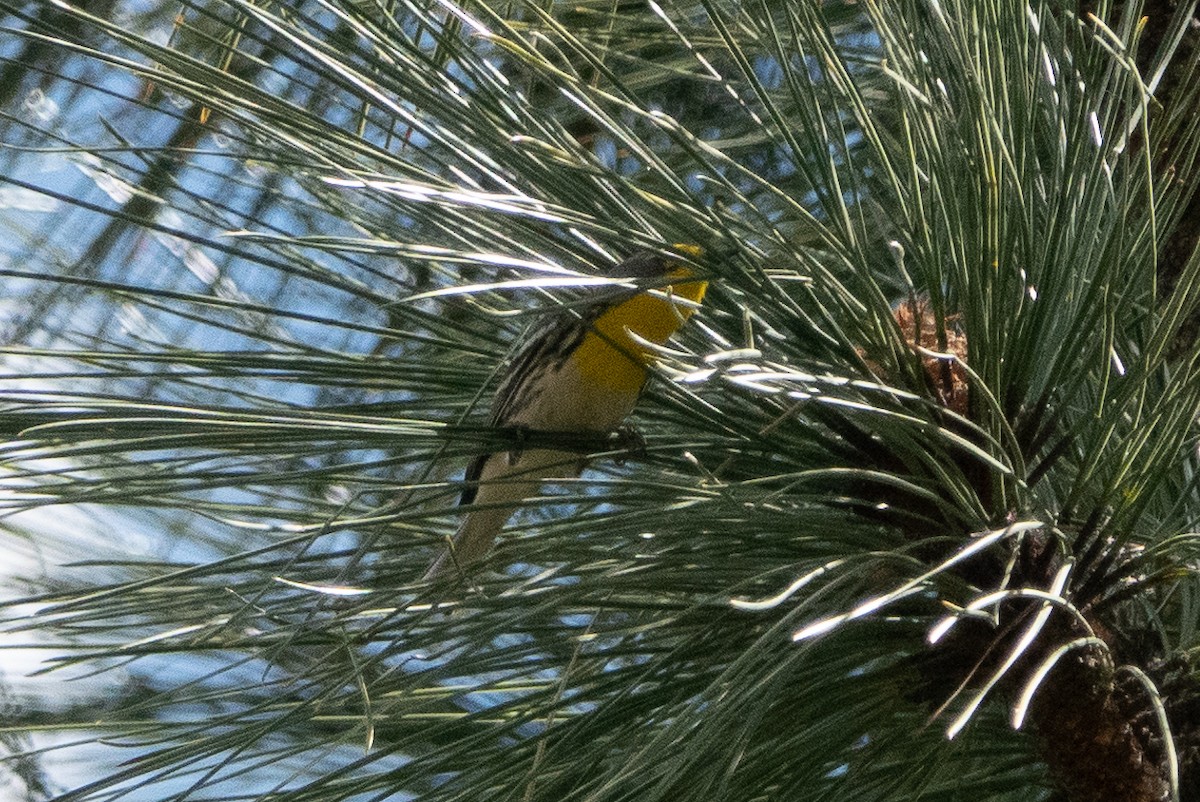 Grace's Warbler - ML154044461