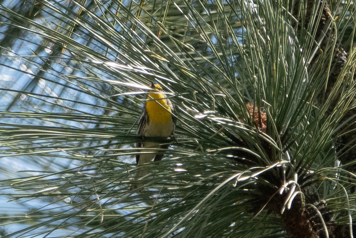 Grace's Warbler - ML154044471