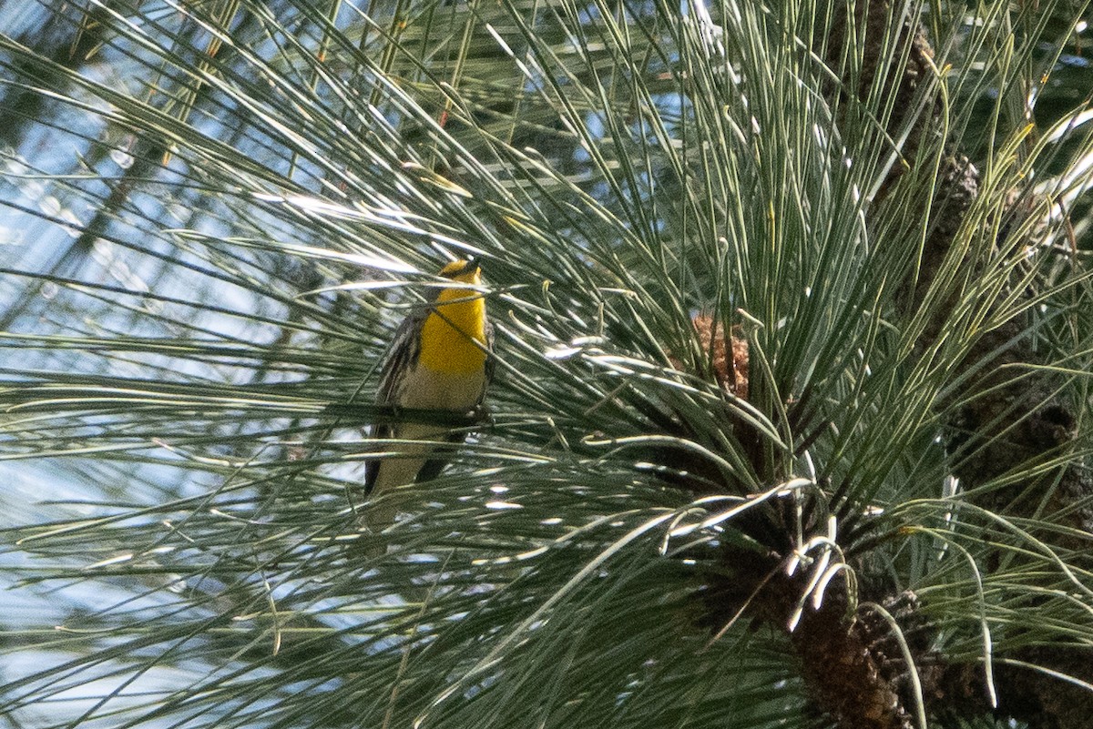 Grace's Warbler - ML154044481
