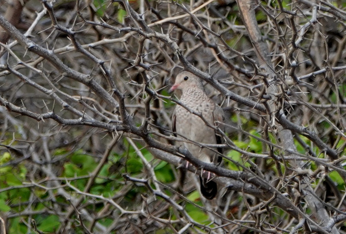 Common Ground Dove - Peter Blancher