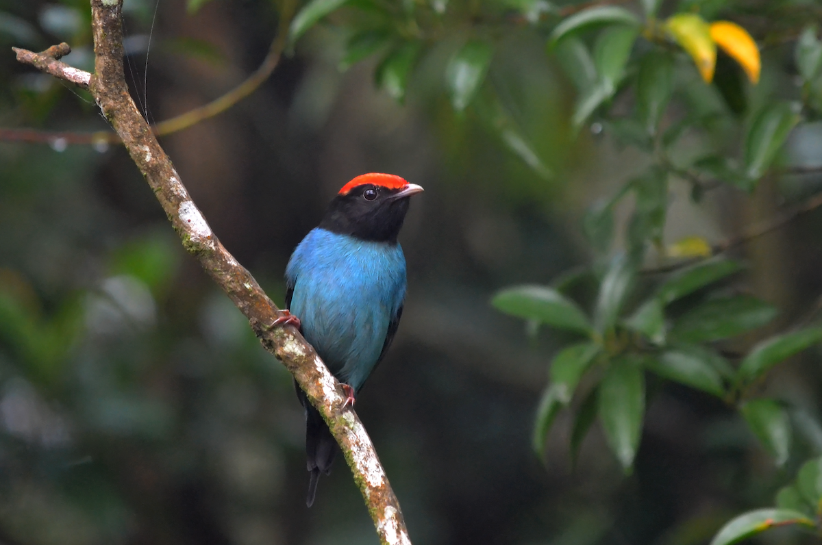 Swallow-tailed Manakin - André Perez