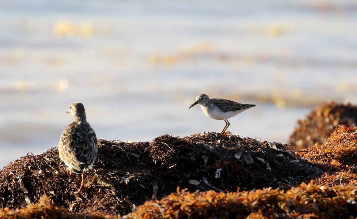 Least Sandpiper - ML154046661