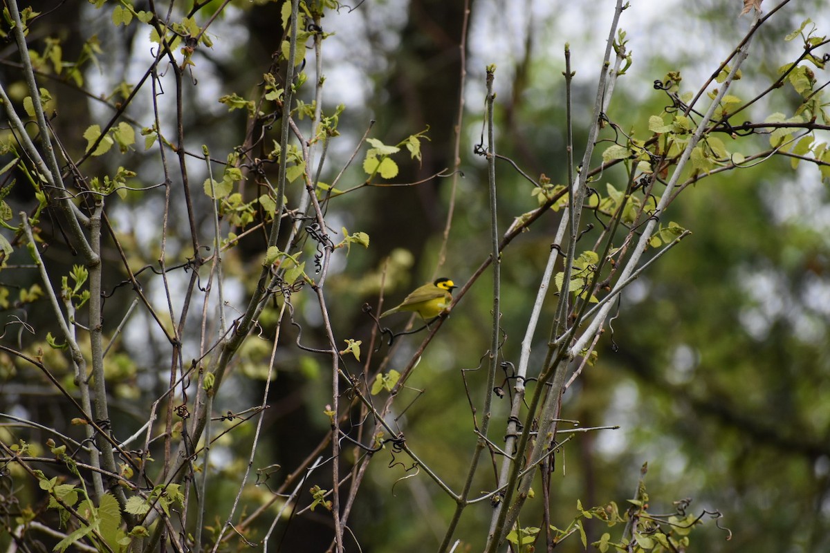Hooded Warbler - ML154046891