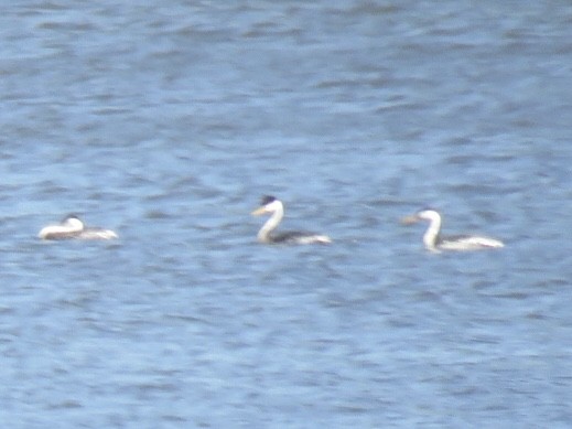 Clark's Grebe - ML154047021