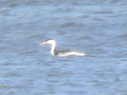 Clark's Grebe - ML154047041