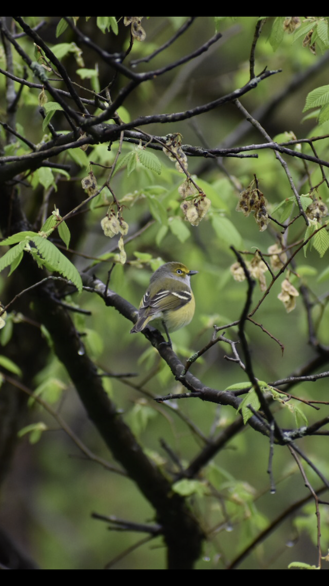 White-eyed Vireo - ML154048201