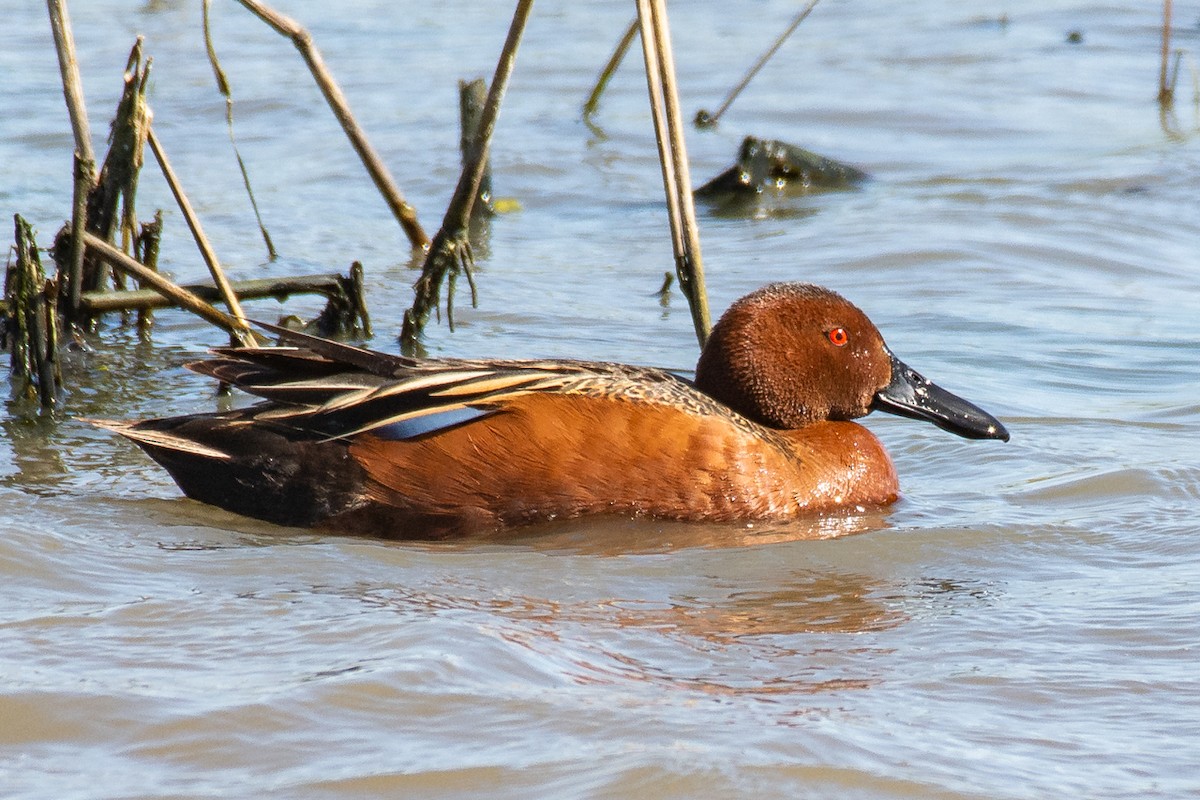 Cinnamon Teal - Michael Pelc