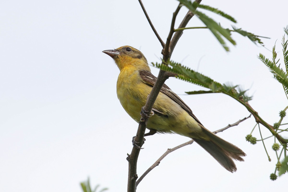 Piranga à dos rayé - ML154049271