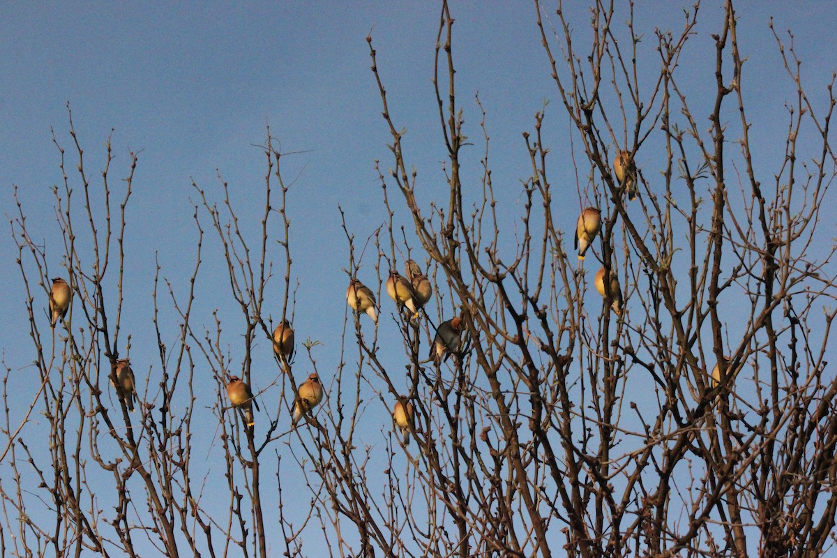 Cedar Waxwing - Freda Walker