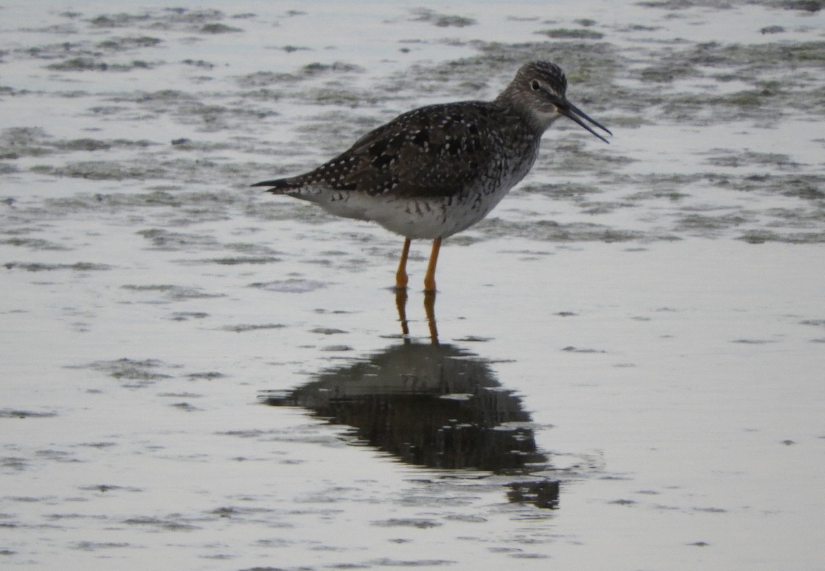 Greater Yellowlegs - Laura Markley