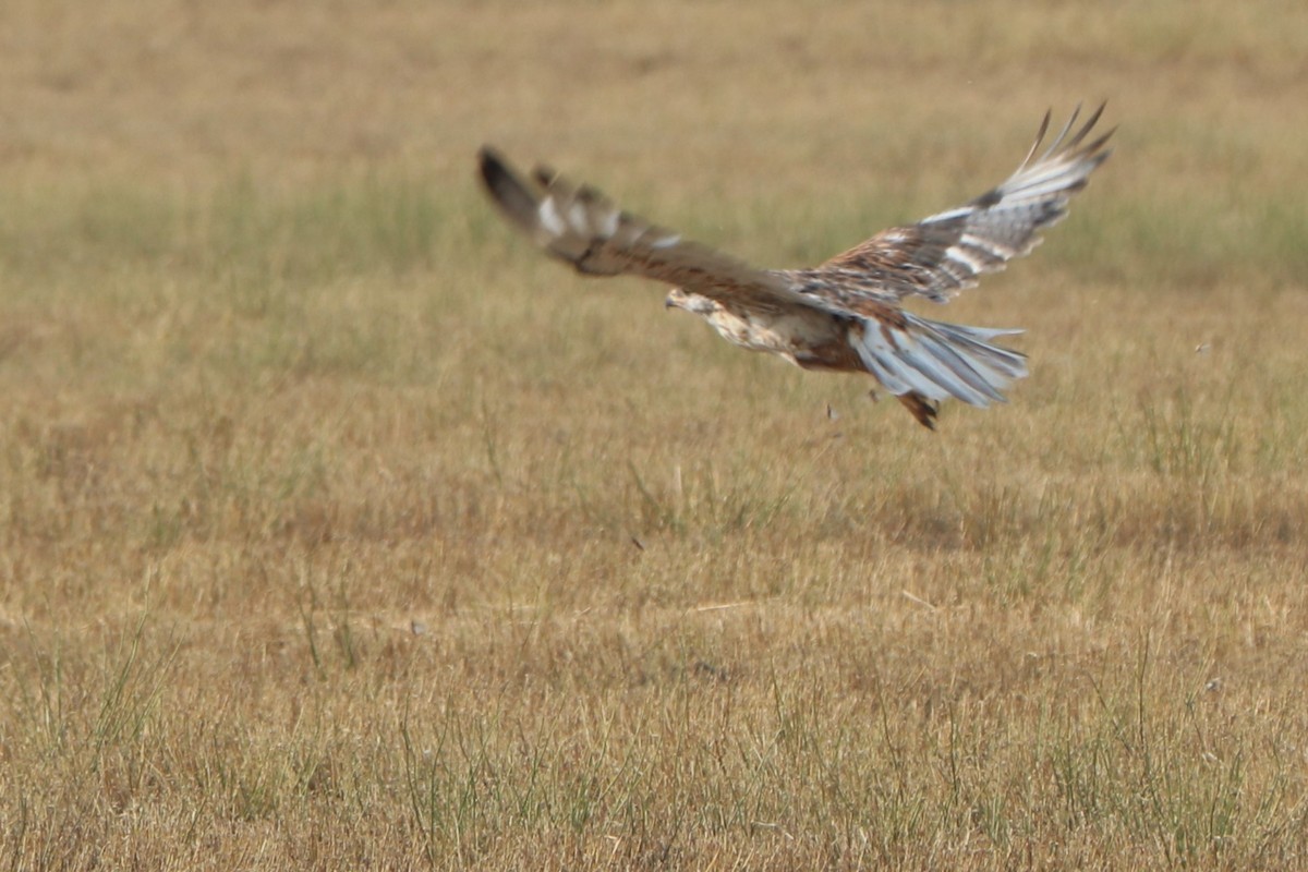 Ferruginous Hawk - ML154049771