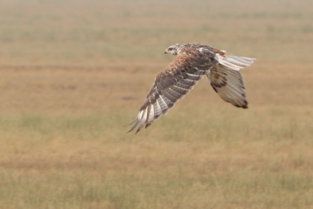 Ferruginous Hawk - ML154049781