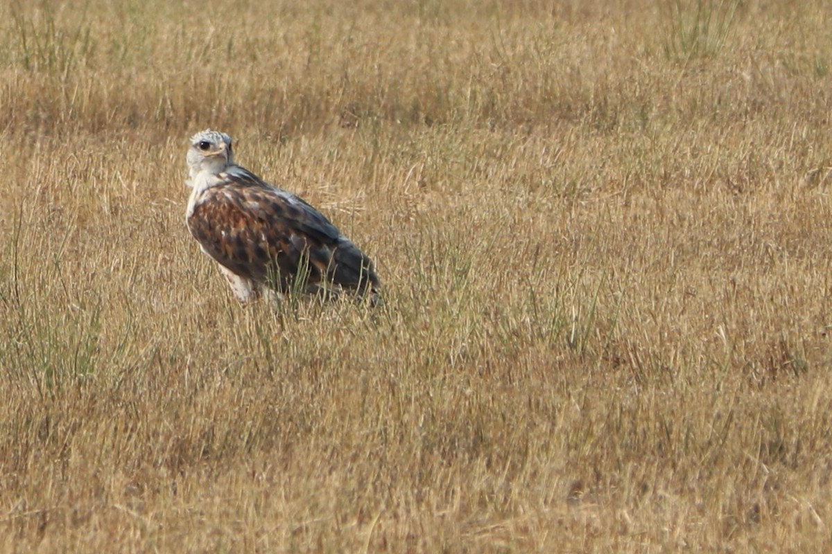 Königsbussard - ML154049811