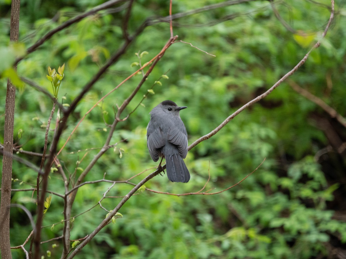 Gray Catbird - Travis ONeil