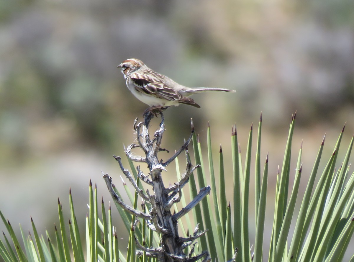 Lark Sparrow - ML154050331