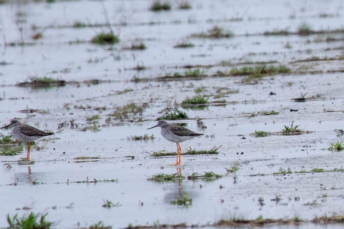 Greater Yellowlegs - ML154050501