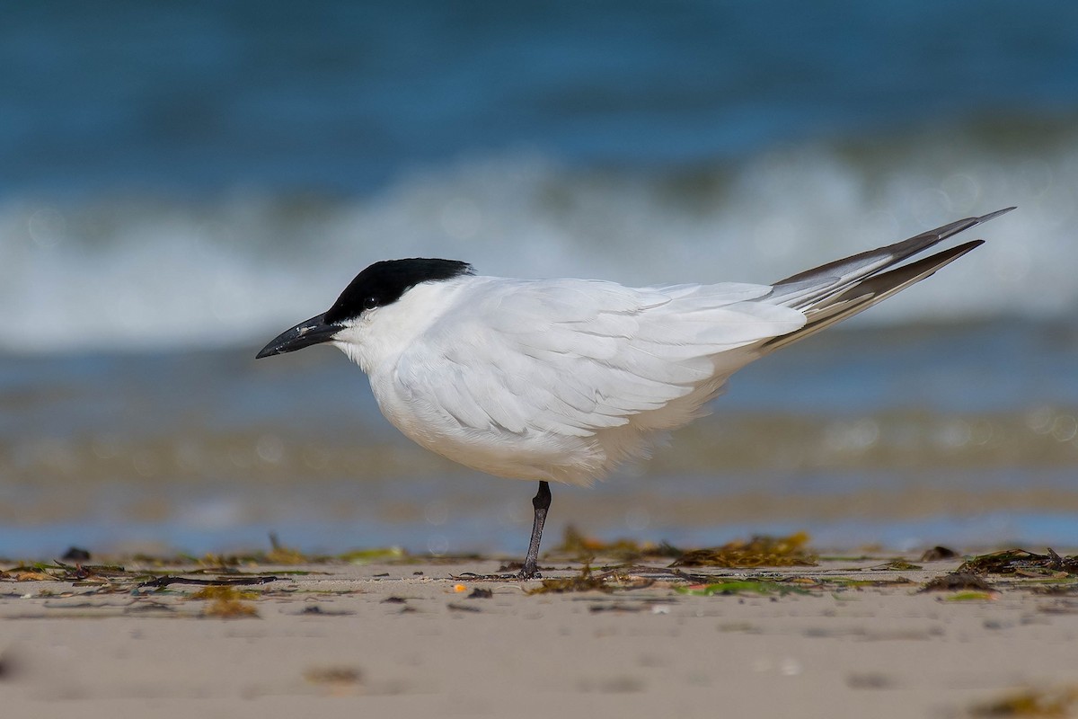 Australian Tern - Terence Alexander