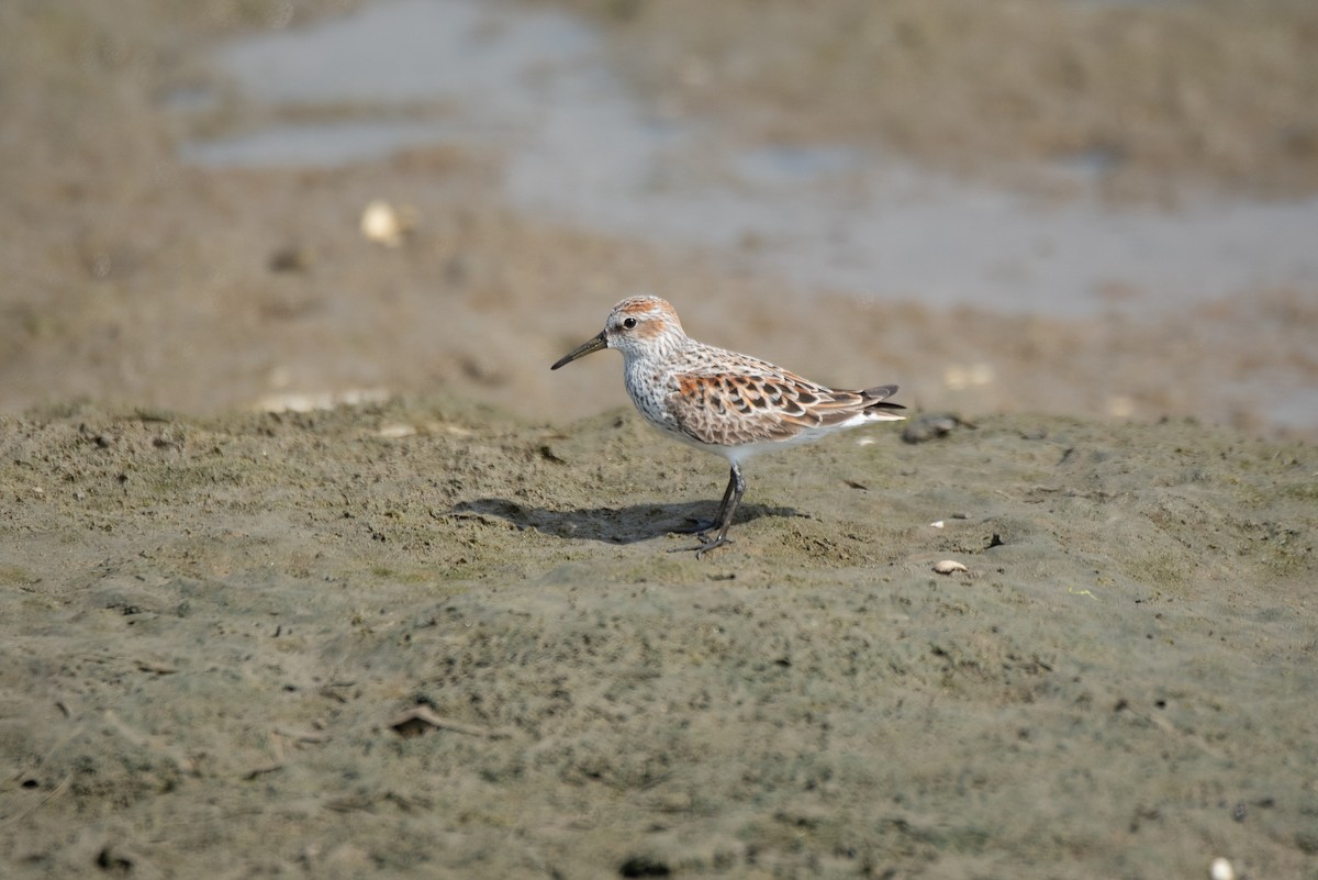 Western Sandpiper - ML154053211