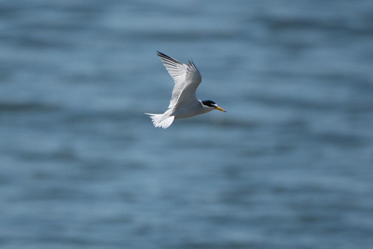 Least Tern - ML154053541