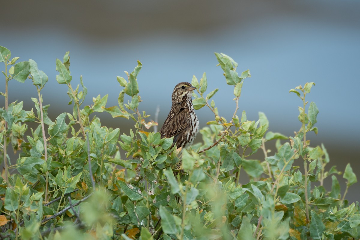 Savannah Sparrow - ML154054001