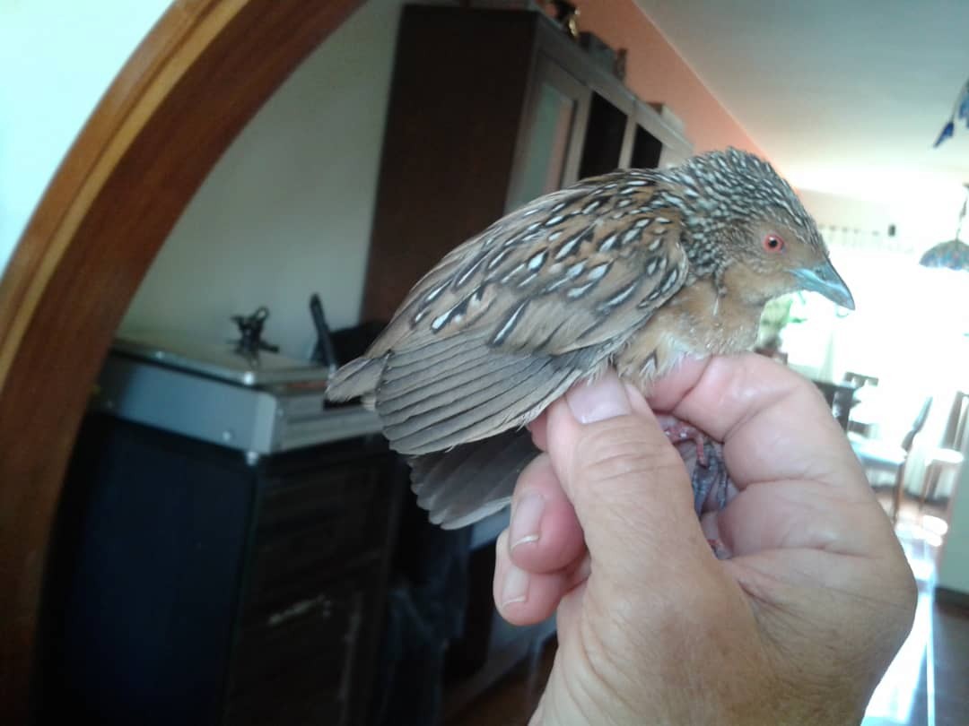 Ocellated Crake - ML154055151