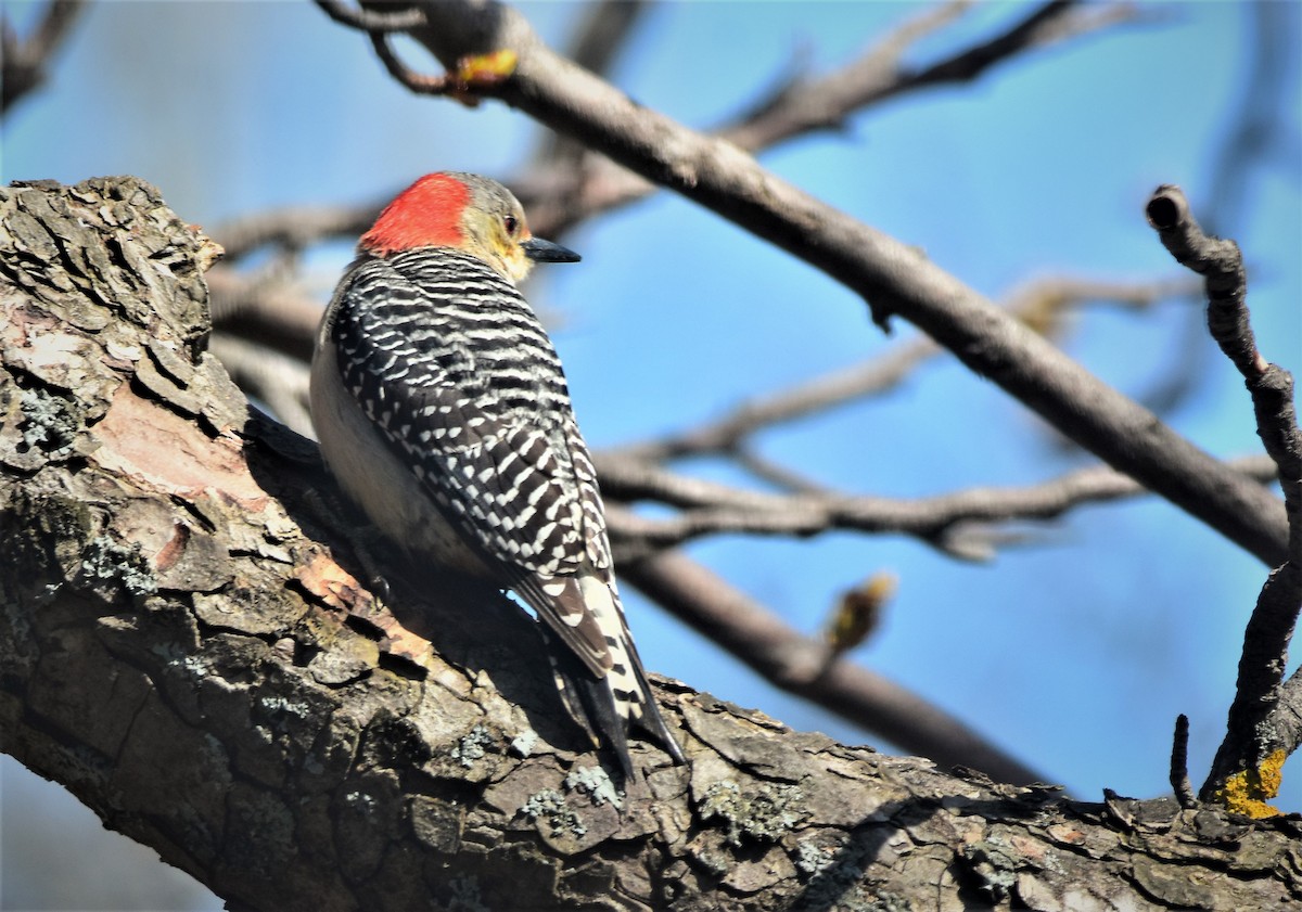 Red-bellied Woodpecker - ML154057171