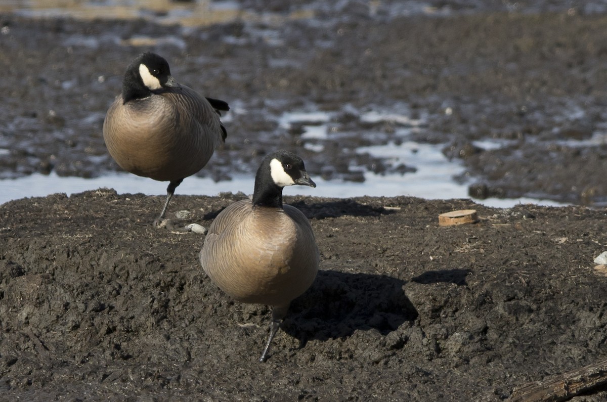 Cackling Goose (minima) - ML154058051