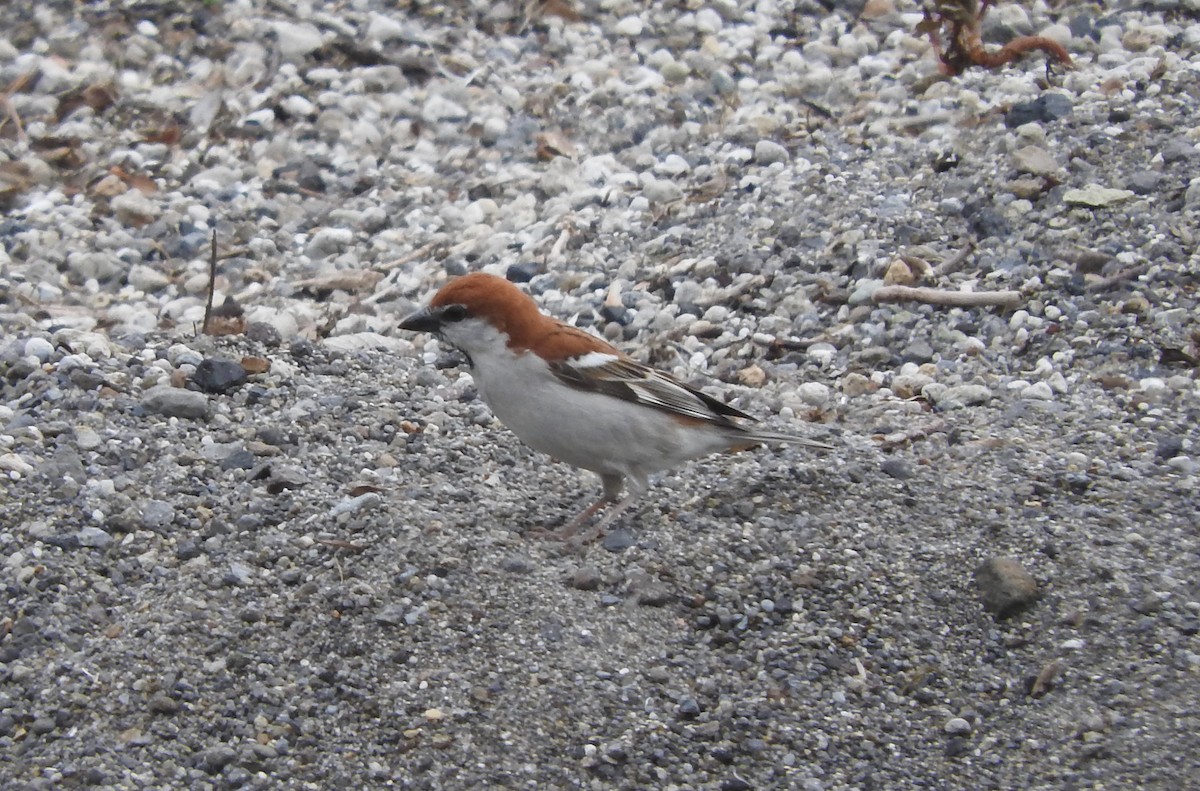 Russet Sparrow - ML154058141