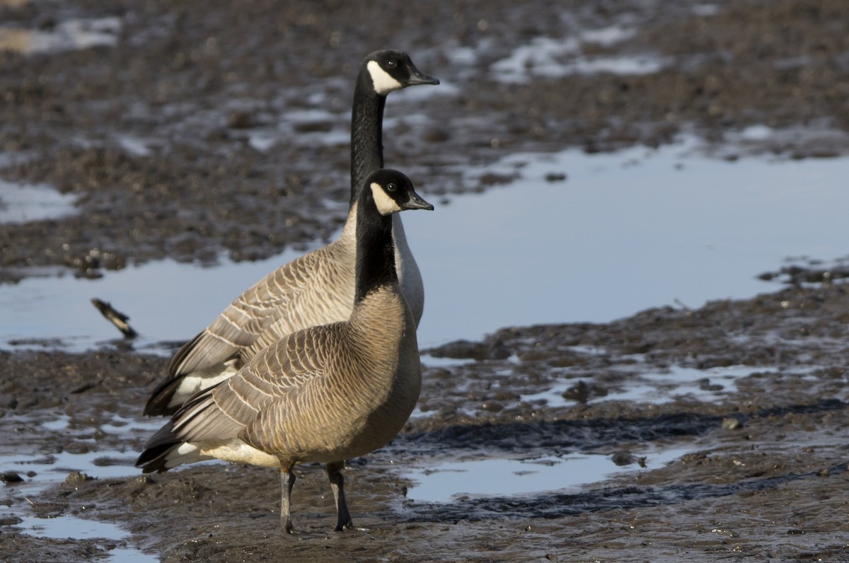 Cackling Goose (Taverner's) - ML154058211