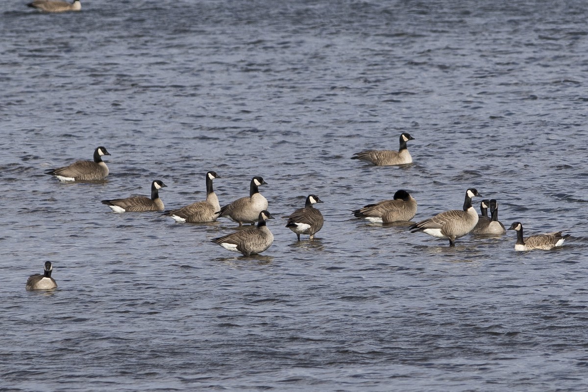 Canada Goose - ML154058381