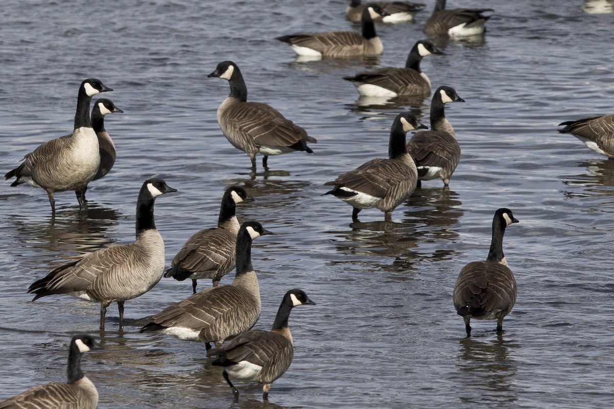 Canada Goose - ML154058411