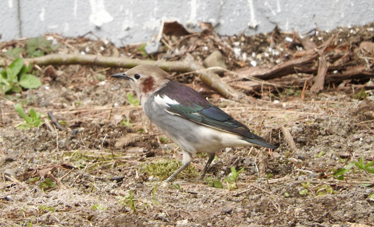 Chestnut-cheeked Starling - ML154058601