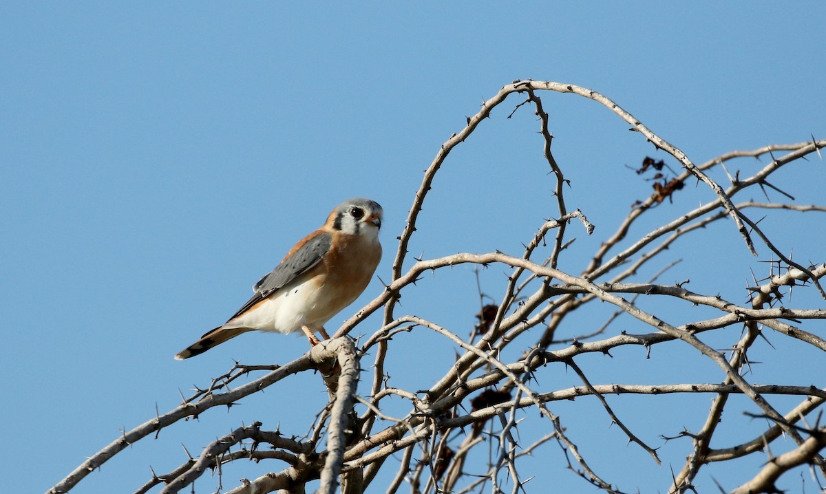 Cernícalo Americano (dominicensis) - ML154058701