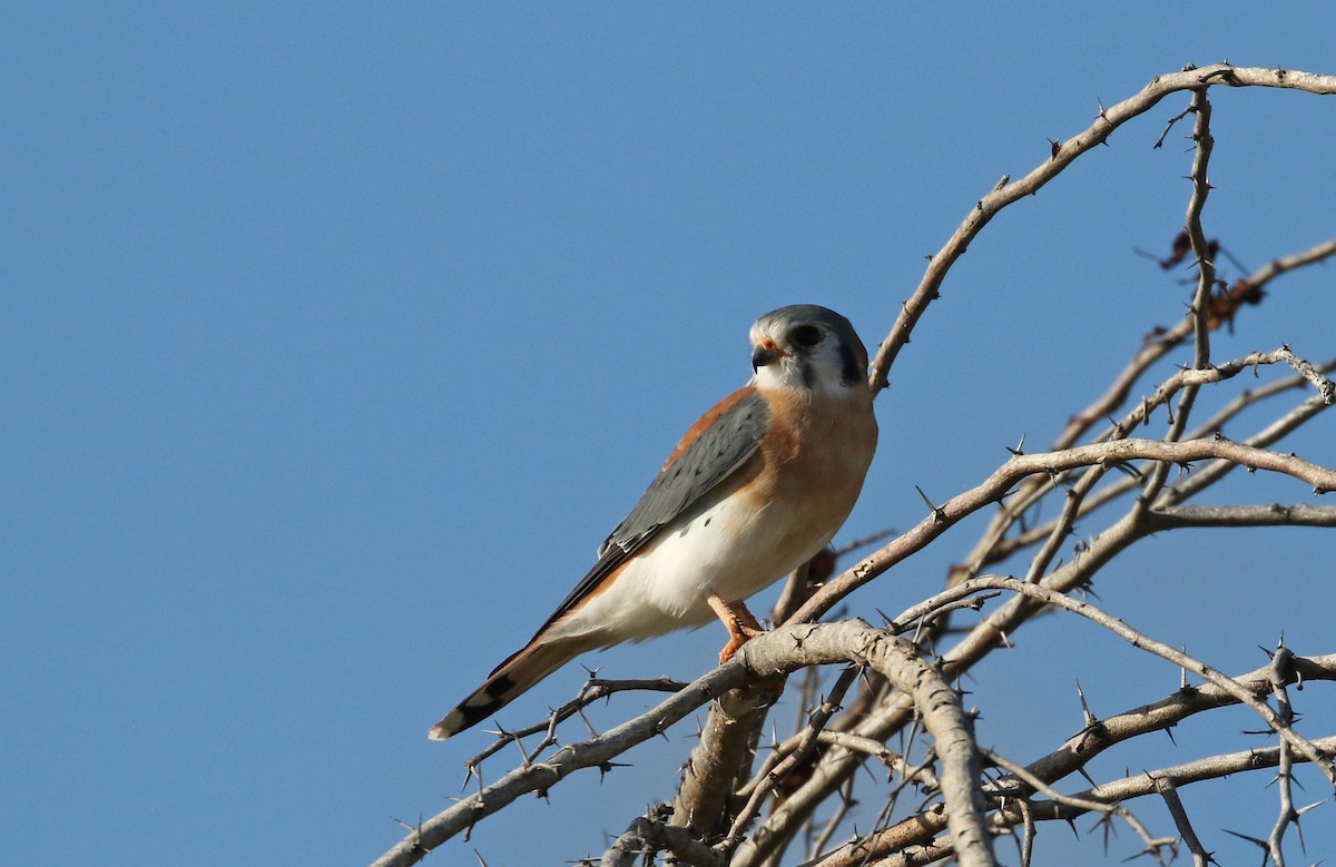 Cernícalo Americano (dominicensis) - ML154058711