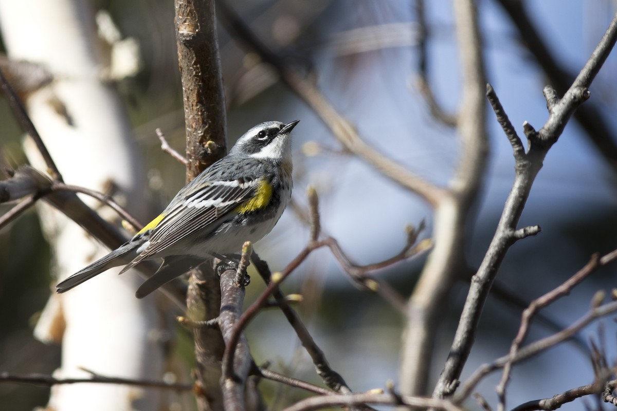 lesňáček žlutoskvrnný (ssp. coronata) - ML154058731