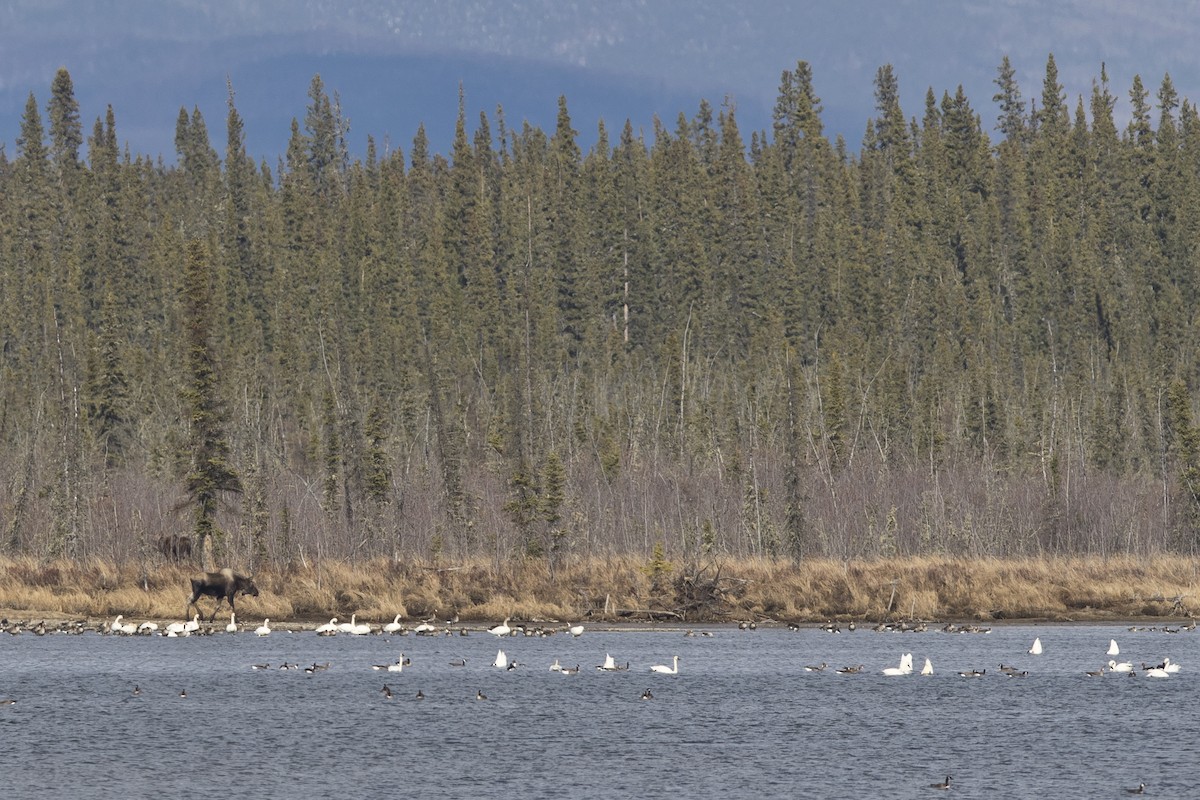 Tundra Swan - ML154058771