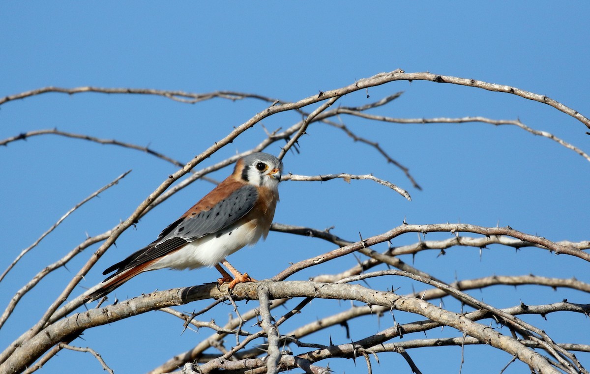 American Kestrel (Hispaniolan) - ML154058801