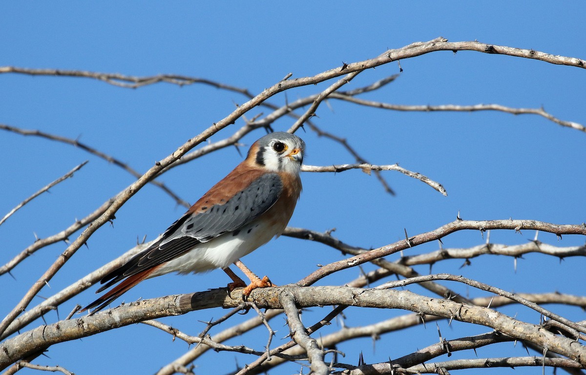 American Kestrel (Hispaniolan) - ML154058821