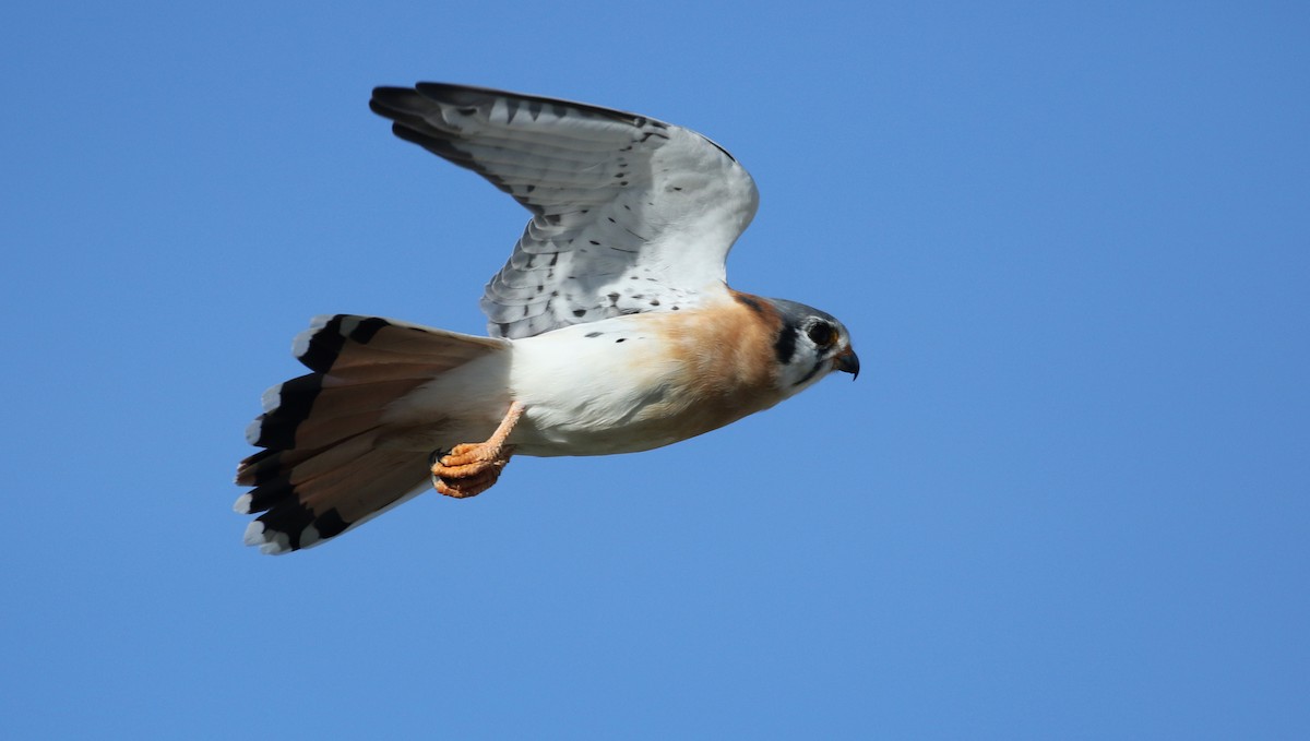 American Kestrel (Hispaniolan) - ML154058901