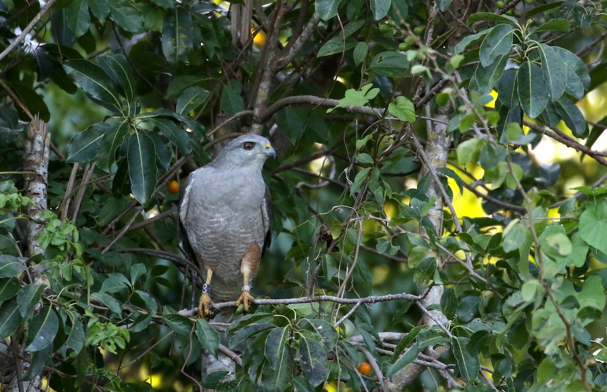 Photos - Ridgway's Hawk - Buteo ridgwayi - Birds of the World